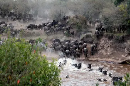 Das weltweite Spektakel der
"Migrations" erreicht meist im August
keinen Höhepunkt.
Dann überqueren Tausende von Gnus und
Zebras die Flüsse Mara und Grumeti.
Und immer wieder wird der Betrachter von
grauenhaft-faszinierenden Szenen in Bann
gezogen... tansania-serengeti-fluss-querung