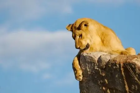 Die großen Herden bieten den "Räubern"
beste Nahrungsgrundlage.
So folgen die Jäger ihrem Beutewild und
gute Beochtungsmöglichkeiten sind keine
Seltenheit. tansania-serengeti-loewe