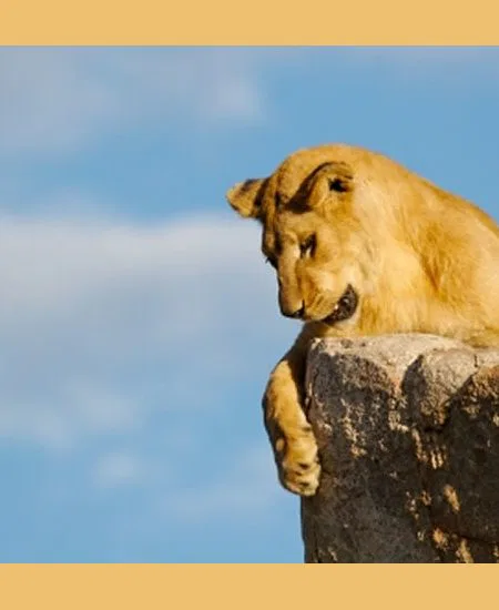 Die großen Herden bieten den "Räubern"
beste Nahrungsgrundlage.
So folgen die Jäger ihrem Beutewild und
gute Beochtungsmöglichkeiten sind keine
Seltenheit. tansania-serengeti-loewe