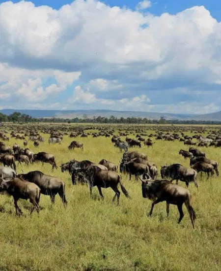 tansania-serengeti-migration