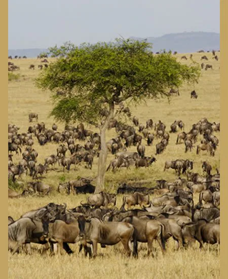 So stellt man sich die Serengeti vor!
Die großen Tierherden sind v.a. in den
Monaten zwischen Juni und August zu sehen,
wenn sie sich für ihre jährliche Wanderung
in die Masai Mara zusammenfinden. tansania-serengeti-migration