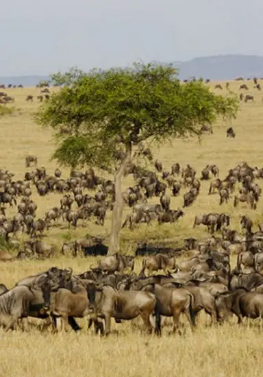 So stellt man sich die Serengeti vor!
Die großen Tierherden sind v.a. in den
Monaten zwischen Juni und August zu sehen,
wenn sie sich für ihre jährliche Wanderung
in die Masai Mara zusammenfinden. tansania-serengeti-migration