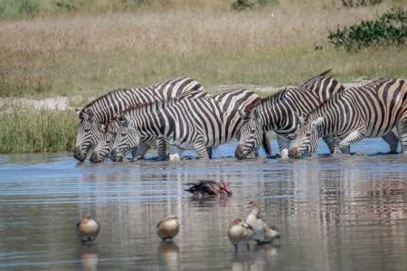 tansania-serengeti-zebras-2