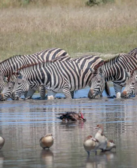 tansania-serengeti-zebras-2