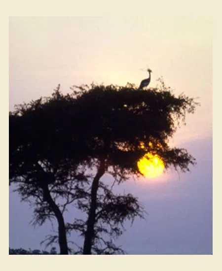 Tanzania - wild, ungezähmt,
atemberaubend!
Entdecken Sie es für sich! tansania-sonnenuntergang