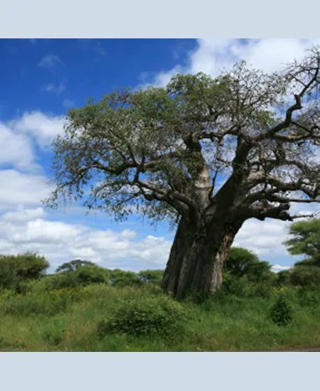 Im Tarangire Park finden Sie eine
üppigere Vegetation und Waldgebiete.
Die für die Serengeti typischen Steppen
sind hier kaum vorhanden. tansania-tarangire-baobab