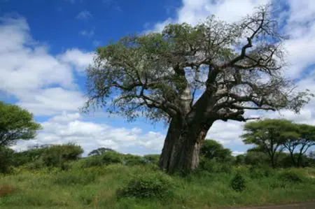 Im Tarangire Park finden Sie eine
üppigere Vegetation und Waldgebiete.
Die für die Serengeti typischen Steppen
sind hier kaum vorhanden. tansania-tarangire-baobab