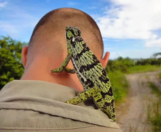 Begegnung mit nicht alltäglichen Geschöpfen! Chamäleons sind Meister der Tarnung...