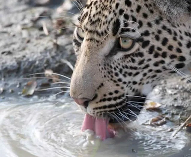 Und nochmals lockt der Busch: auf atemberaubende Begegnungen im Krüger Park sollten Sie gefaßt sein...
