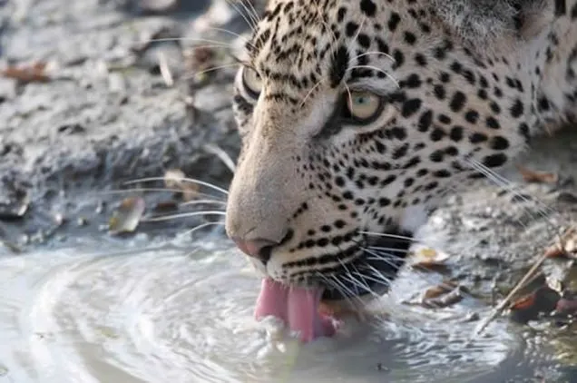 Und nochmals lockt der Busch: auf atemberaubende Begegnungen im Krüger Park sollten Sie gefaßt sein...