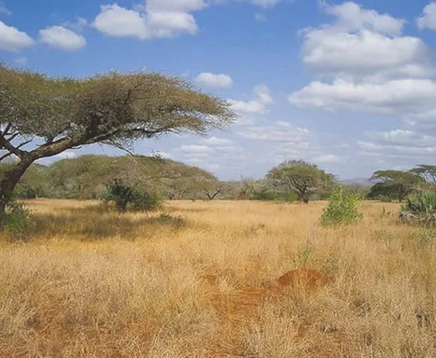 Die tier- & artenreichen Wildgebiete Kwa-Zulu/Natal's stehen im Focus dieser Tour. mosambik-mkuze
