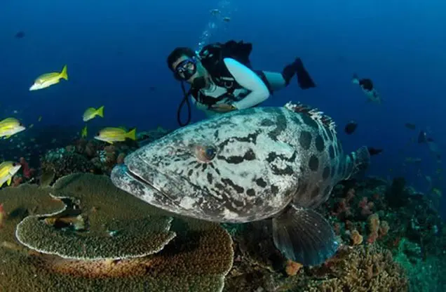 Die Küste von Mosamik ist ein Paradies für Taucher mit einer einmaligen Unterwasserwelt.