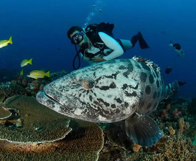Die Küste von Mosamik ist ein Paradies für Taucher mit einer einmaligen Unterwasserwelt.