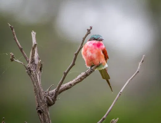 namibia-bienenfresser
