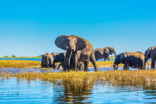 namibia-chobe-elephanten