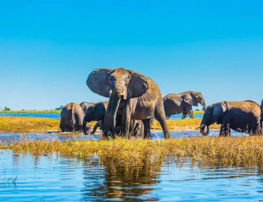 namibia-chobe-elephanten