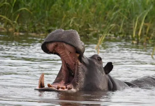 namibia-chobe-flusspferde