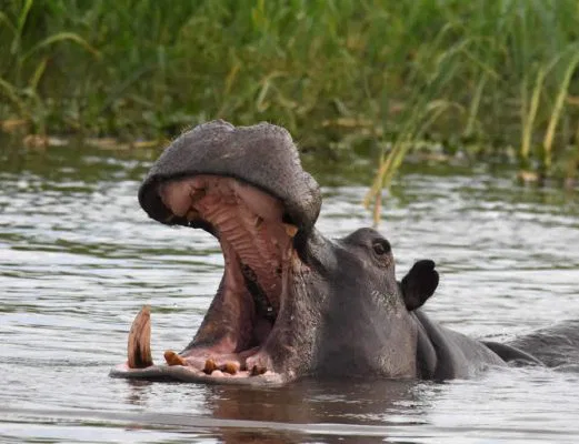 namibia-chobe-flusspferde