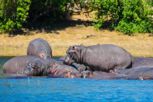 namibia-chobe-flusspferde2
