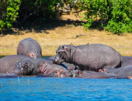 namibia-chobe-flusspferde2