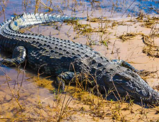 namibia-chobe-krokodil