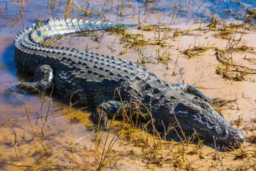 namibia-chobe-krokodil