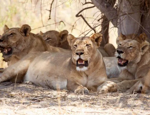 namibia-chobe-loewen