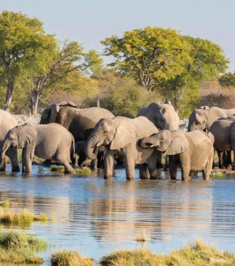 Wasser ist rar & kostbar. So sind die Wasserlöcher in Etosha beliebte "Treffpunkte" der Tierwelt - ob klein oder groß!