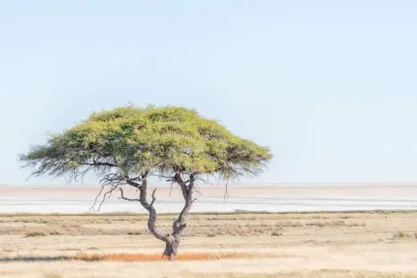 Inmitten des Etosha Parks: die Etosca Pfanne - das schier endlose "Nichts"...!