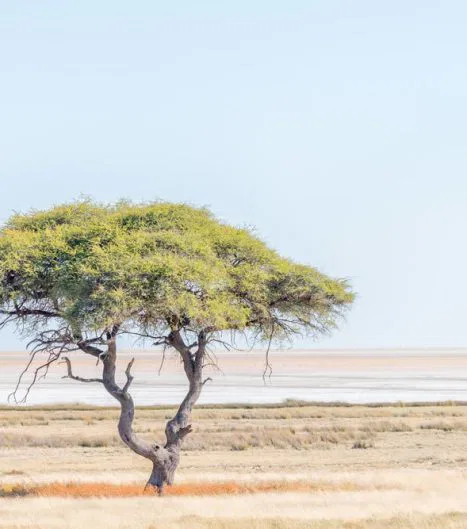 Inmitten des Etosha Parks: die Etosca Pfanne - das schier endlose "Nichts"...!