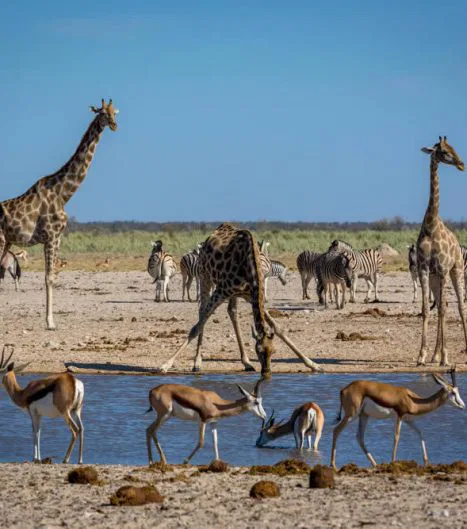 Treffen Sie eine Giraffe am Wasser, bringen Sie Zeit mit! Es kann dauern, bis sie endlich trinken wird!