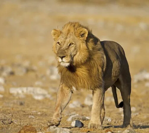 Der König der Tiere... Löwen sind oft in der Nähe von Wasserlöchern anzutreffen, tummelt sich doch dort auch ihre Beute!!
