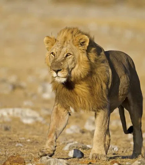 Begegnung in Etosha: der König der Wildnis!