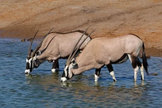 namibia-etosha-oryx