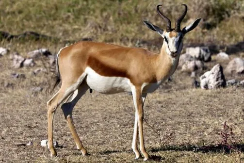 Springböcke sollten Euch zahlreich begegnen. Die hübschen Antilopen leben bevorzugt in trockenen Gebieten des Landes.
