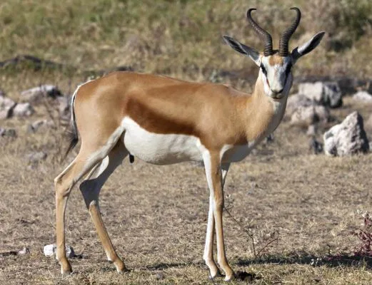 namibia-etosha-springbok