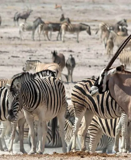 namibia-etosha-wasserloch