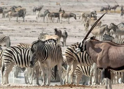 namibia-etosha-wasserloch