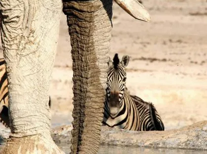 namibia-etosha-zebra