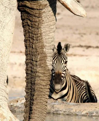 namibia-etosha-zebra