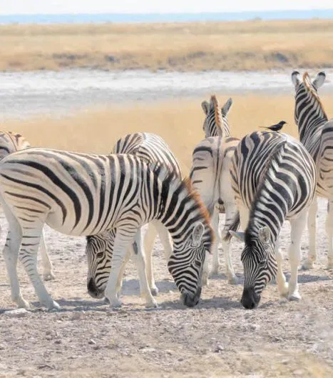 Friedliche Szenen in der Wildnis.