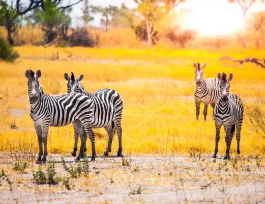 namibia-etosha-zebras
