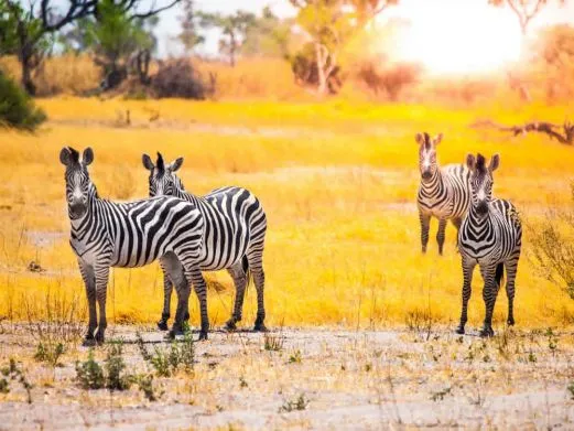 namibia-etosha-zebras