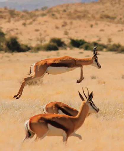 namibia-kalahari-springboecke