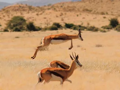 namibia-kalahari-springboecke