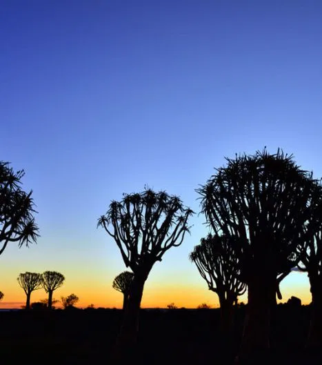 Ein Besuch im Wald der bizarren
Köcherbäume lohnt besonders zur Zeit des
Sonnenunterganges.