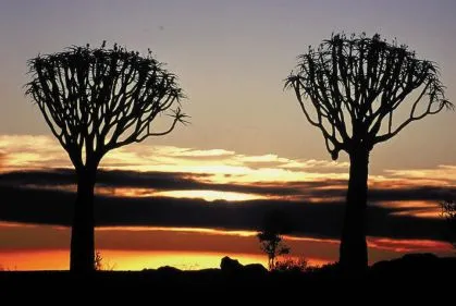 namibia-koecherbaeume