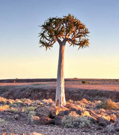 Köcherbäume sind im Süden Namibia's zahlreich zu finden und weisen den Weg zum Fish River Canyon.