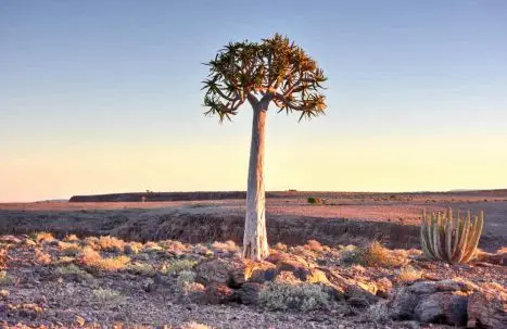 Köcherbäume sind im Süden Namibia's zahlreich zu finden und weisen den Weg zum Fish River Canyon.