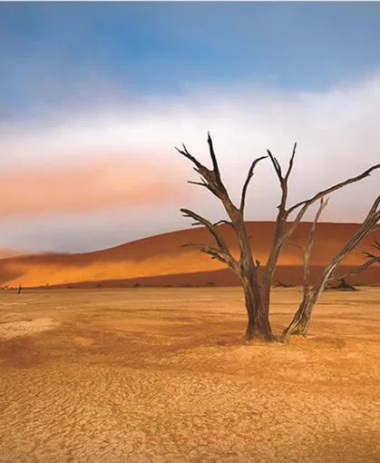 namibia-namib-wueste-tote-baeume